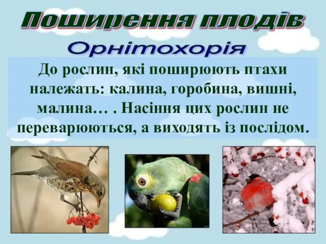 Поширення плодів Орнітохорія До рослин, які поширюють птахи належать: калина,