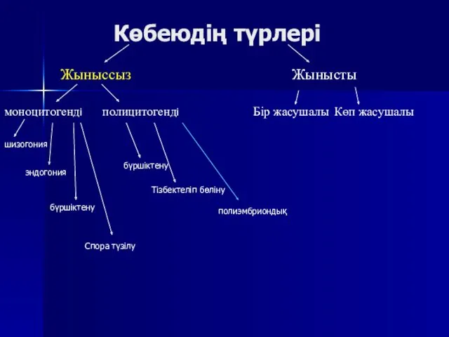 Көбеюдің түрлері Жыныссыз Жынысты моноцитогенді полицитогенді шизогония эндогония бүршіктену Спора