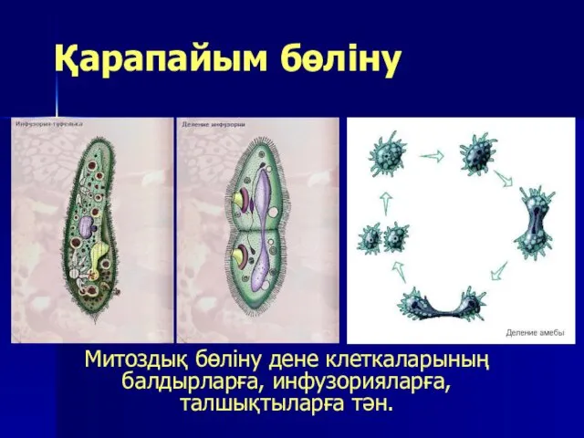 Қарапайым бөліну Митоздық бөліну дене клеткаларының балдырларға, инфузорияларға, талшықтыларға тән.