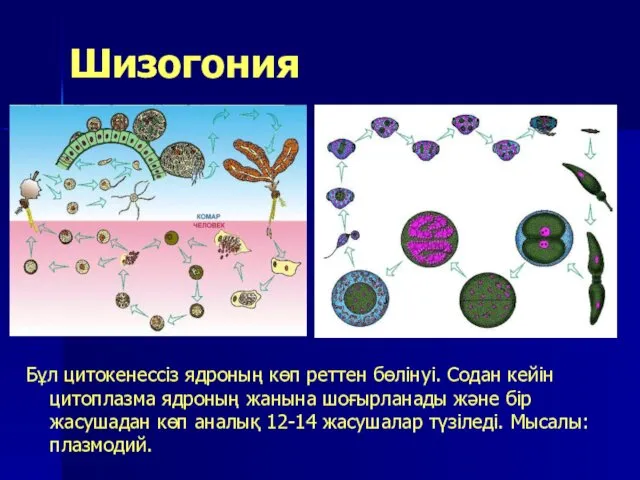 Шизогония Бұл цитокенессіз ядроның көп реттен бөлінуі. Содан кейін цитоплазма