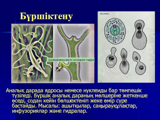 Бүршіктену Аналық дарада ядросы немесе нуклеиды бар төмпешік түзіледі. Бүршік