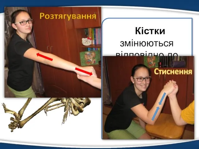 Кістки Кістки змінюються відповідно до умов зовнішнього середовища, під впливом яких відбувається перебудова їх структури.