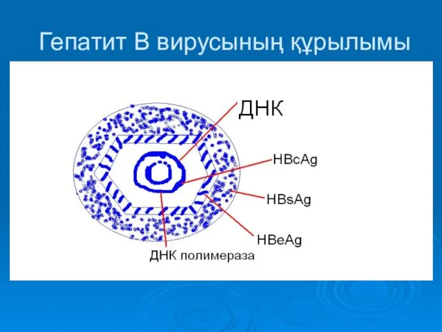 Гепатит В вирусының құрылымы