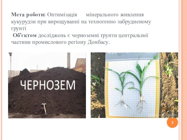 Мета роботи: Оптимізація мінерального живлення кукурудзи при вирощуванні на техногенно забрудненому грунті Об’єктом