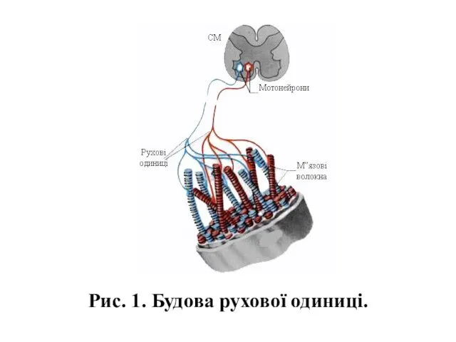 Рис. 1. Будова рухової одиниці.