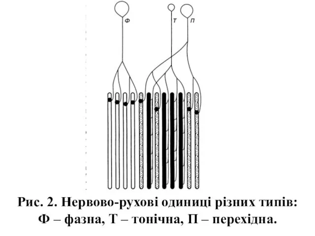 Рис. 2. Нервово-рухові одиниці різних типів: Ф – фазна, Т – тонічна, П – перехідна.