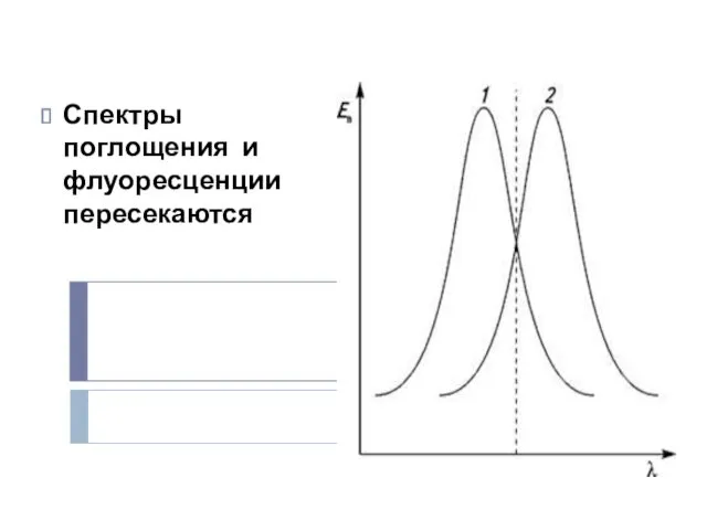 Спектры поглощения и флуоресценции пересекаются