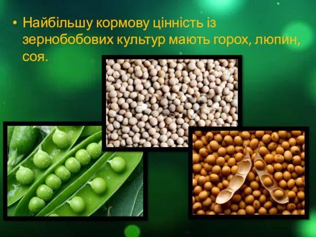 Найбільшу кормову цінність із зернобобових культур мають горох, люпин, соя.