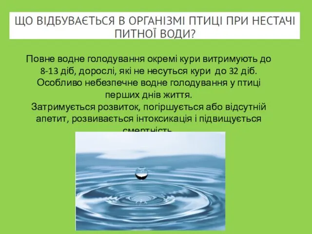 Повне водне голодування окремі кури витримують до 8-13 діб, дорослі,