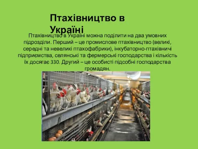 Птахівництво в Україні Птахівництво в Україні можна поділити на два