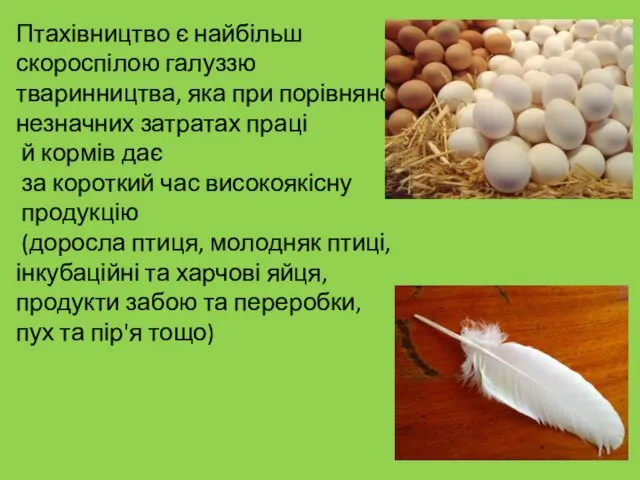 Птахівництво є найбільш скороспілою галуззю тваринництва, яка при порівняно незначних