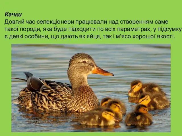 Качки Довгий час селекціонери працювали над створенням саме такої породи,