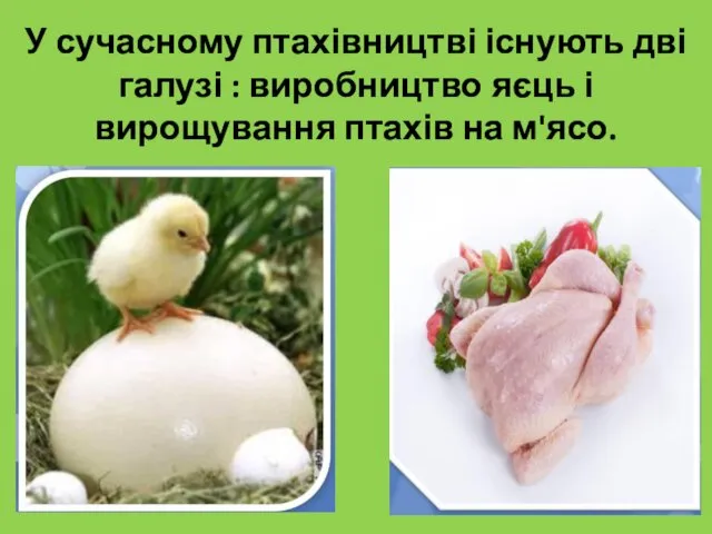 У сучасному птахівництві існують дві галузі : виробництво яєць і вирощування птахів на м'ясо.