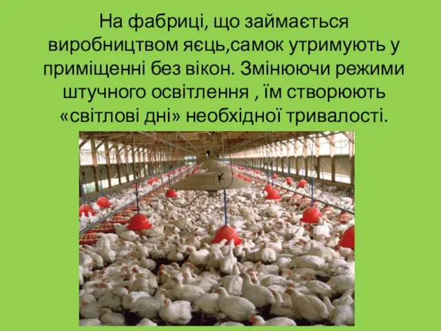 На фабриці, що займається виробництвом яєць,самок утримують у приміщенні без