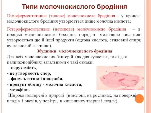 Типи молочнокислого бродіння Гомоферментативне (типове) молочнокисле бродіння - у процесі