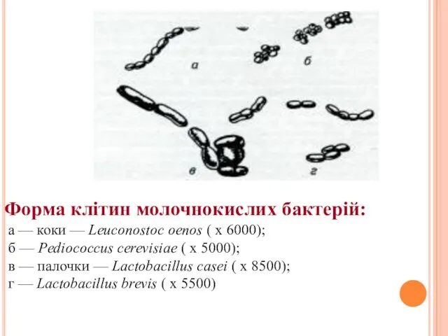 Форма клітин молочнокислих бактерій: а — коки — Leuconostoc oenos