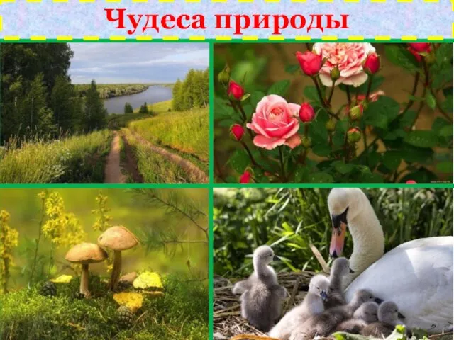 Чудеса природы