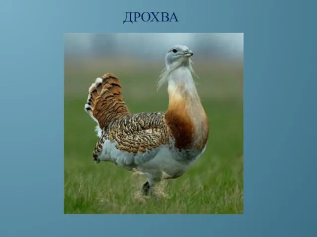 ДРОХВА