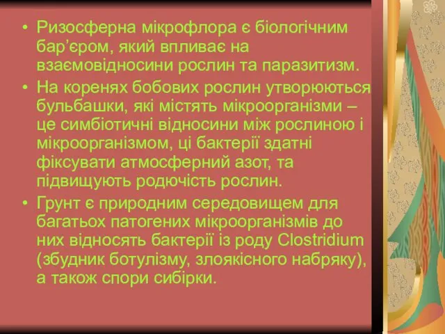 Ризосферна мікрофлора є біологічним бар’єром, який впливає на взаємовідносини рослин