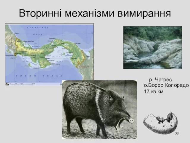 Вторинні механізми вимирання о.Борро Колорадо 17 кв.км р. Чагрес