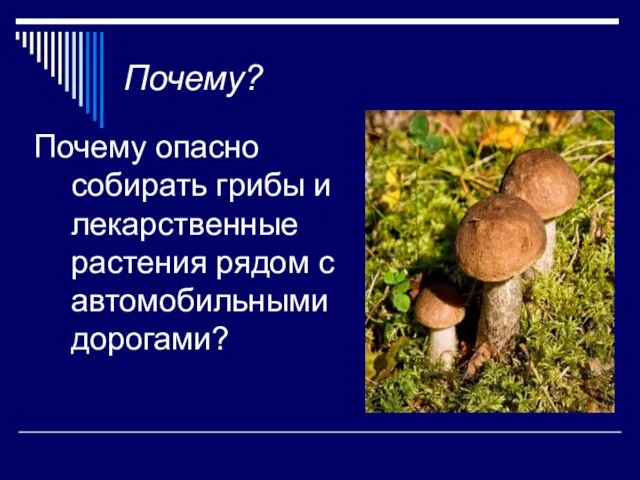 Почему? Почему опасно собирать грибы и лекарственные растения рядом с автомобильными дорогами?