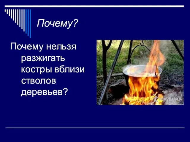 Почему? Почему нельзя разжигать костры вблизи стволов деревьев?