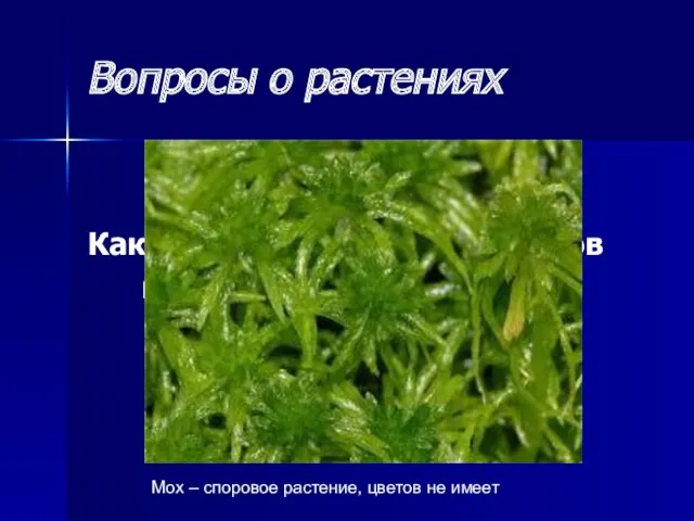 Вопросы о растениях Какого цвета лепестки у цветов мха? Мох – споровое растение, цветов не имеет