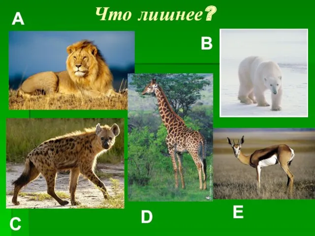 Что лишнее? A C B D E