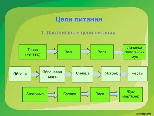 Цепи питания 1. Пастбищные цепи питания Волк Яблоня Трава (мятлик)