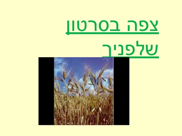 צפה בסרטון שלפניך