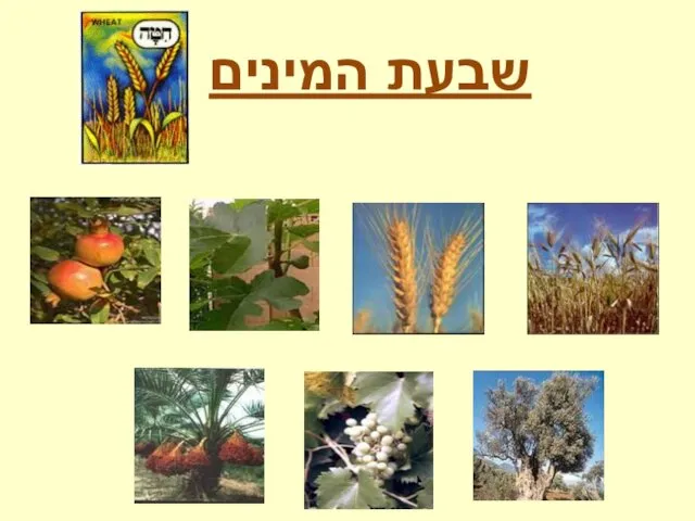 שבעת המינים