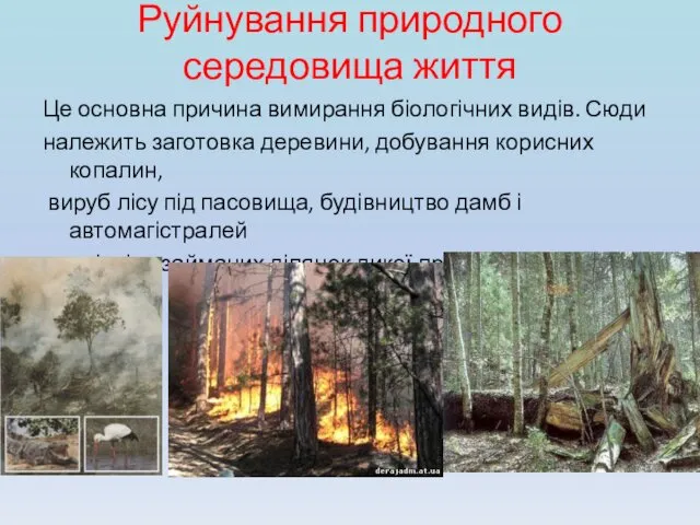 Руйнування природного середовища життя Це основна причина вимирання біологічних видів.