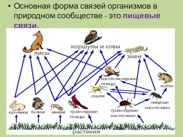 Основная форма связей организмов в природном сообществе - это пищевые связи.