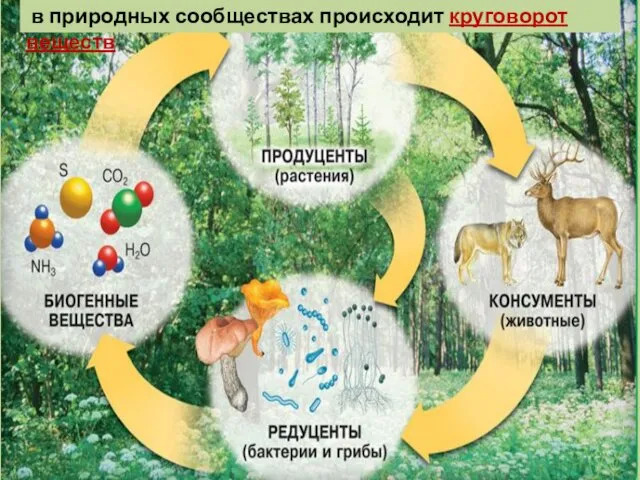 в природных сообществах происходит круговорот веществ