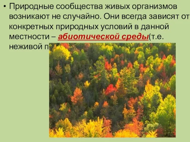 Природные сообщества живых организмов возникают не случайно. Они всегда зависят