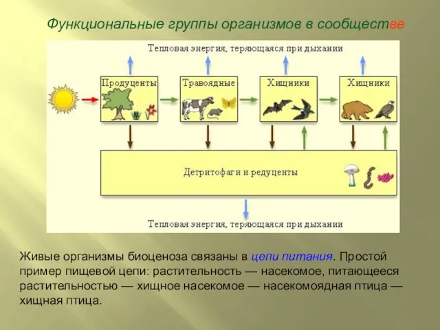 Функциональные группы организмов в сообществе Живые организмы биоценоза связаны в