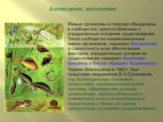 Биогеоценоз, экосистема Живые организмы в природе объединены в сообщества, приспособленные