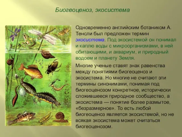 Биогеоценоз, экосистема Одновременно английским ботаником А.Тенсли был предложен термин экосистема.