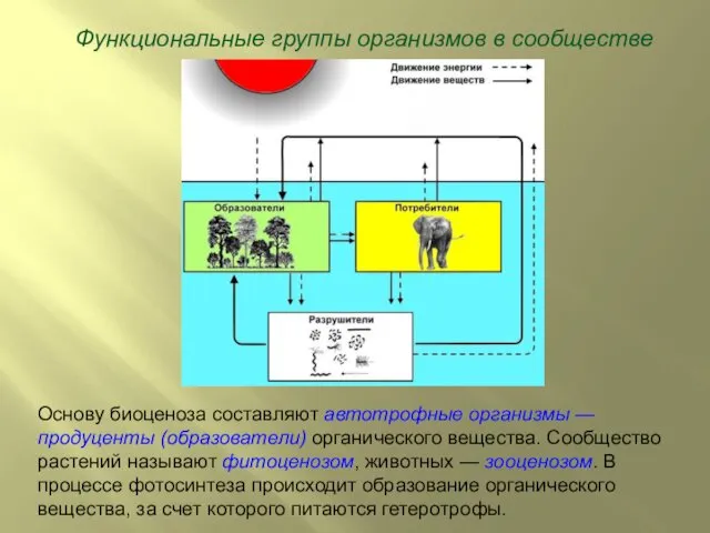 Функциональные группы организмов в сообществе Основу биоценоза составляют автотрофные организмы