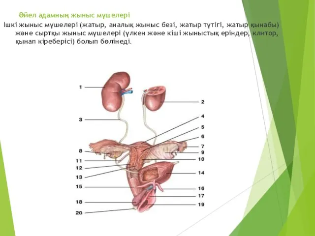 Әйел адамның жыныс мүшелері Ішкі жыныс мүшелері (жатыр, аналық жыныс
