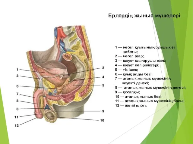 1 — несеп қуығының бұлшық ет қабаты; 2 — несеп