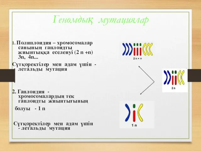 Геномдық мутациялар 1. Полиплоидия – хромосомалар санының гаплоидты жиынтыққа еселенуі