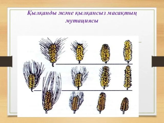 Қылқанды және қылқансыз масақтың мутациясы