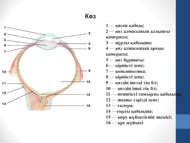 1 — қасаң қабық; 2 — көз алмасының алдыңғы камерасы;