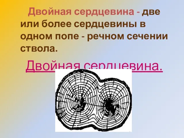 Двойная сердцевина - две или более сердцевины в одном попе - речном сечении ствола. Двойная сердцевина.