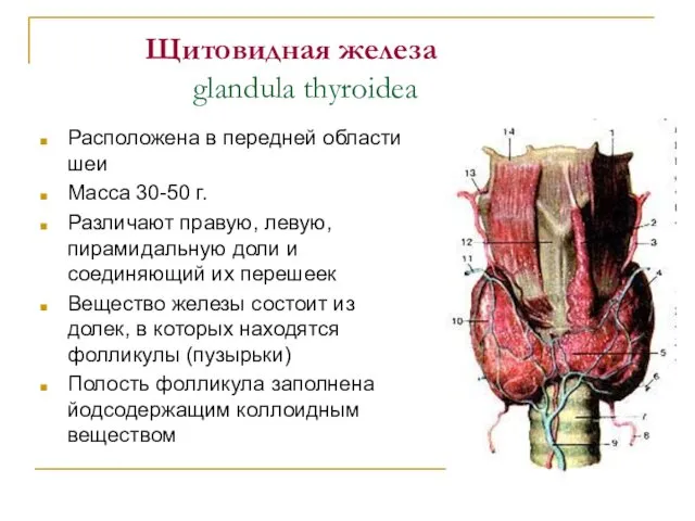 Щитовидная железа glandula thyroidea Расположена в передней области шеи Масса