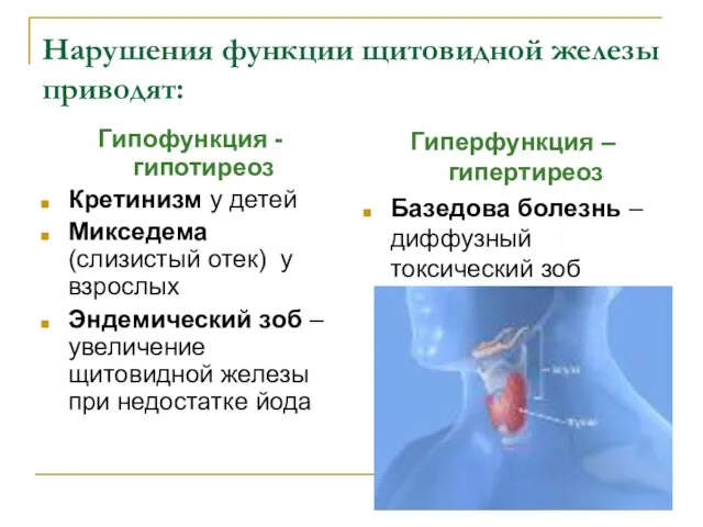 Нарушения функции щитовидной железы приводят: Гипофункция - гипотиреоз Кретинизм у