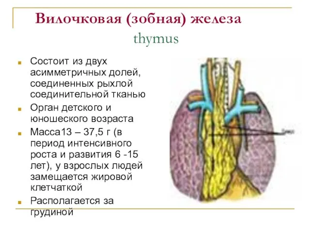 Вилочковая (зобная) железа thymus Состоит из двух асимметричных долей, соединенных