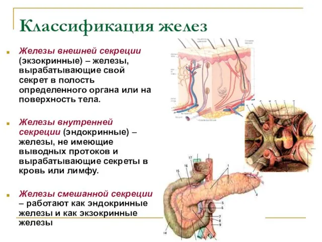 Классификация желез Железы внешней секреции (экзокринные) – железы, вырабатывающие свой