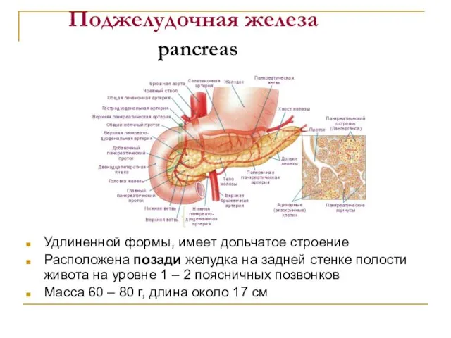 Поджелудочная железа pancreas Удлиненной формы, имеет дольчатое строение Расположена позади